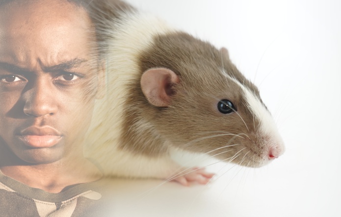 Face of an angry young black man superimposed on top of a picture of a rat